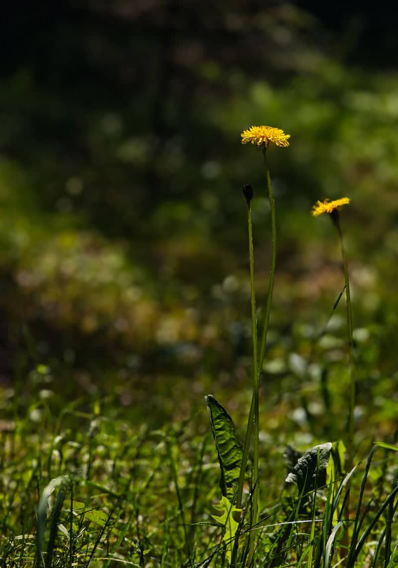 Kurkiyoki Wildflower Meadows - Image 1