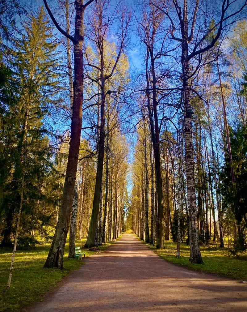 Pavlovsk Park - Image 1