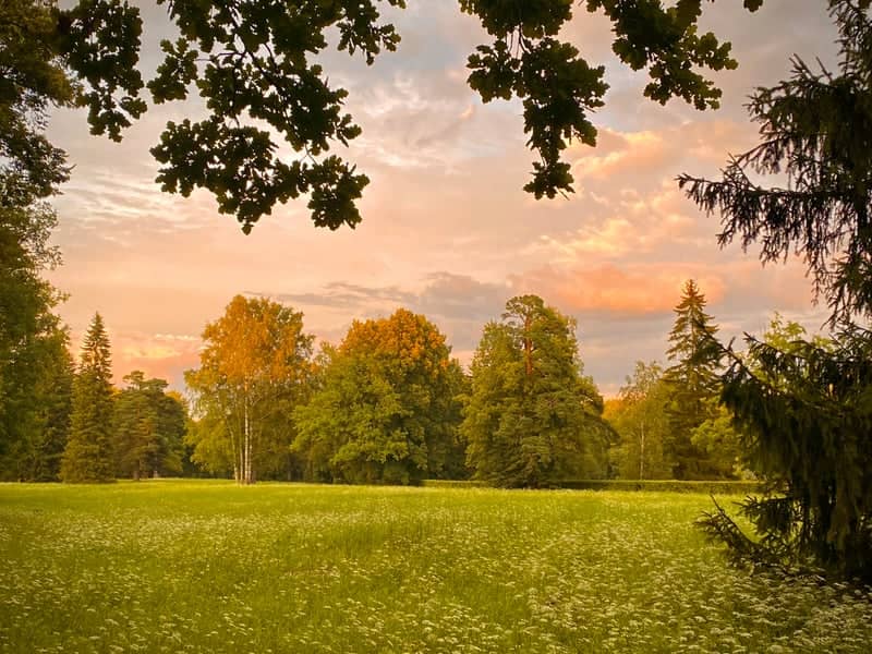 Pavlovsk Park - Image 1