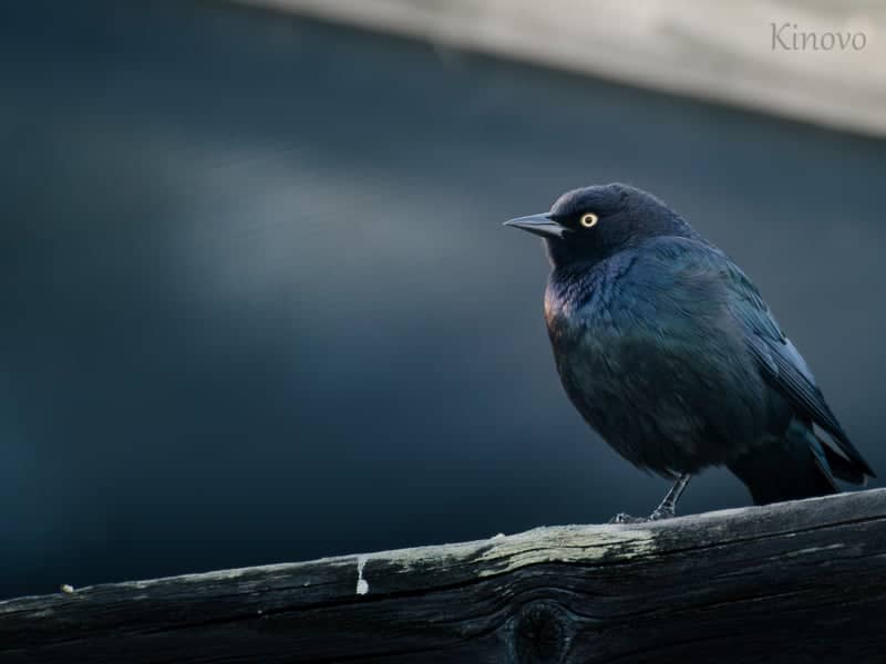 Fairfax Birding Spot - Image 1