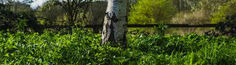 Creswell Woodland Edge - Image 1