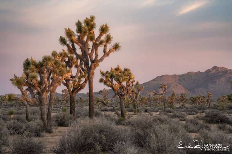 Joshua Tree Grove, Desert Hot Springs - Image 1