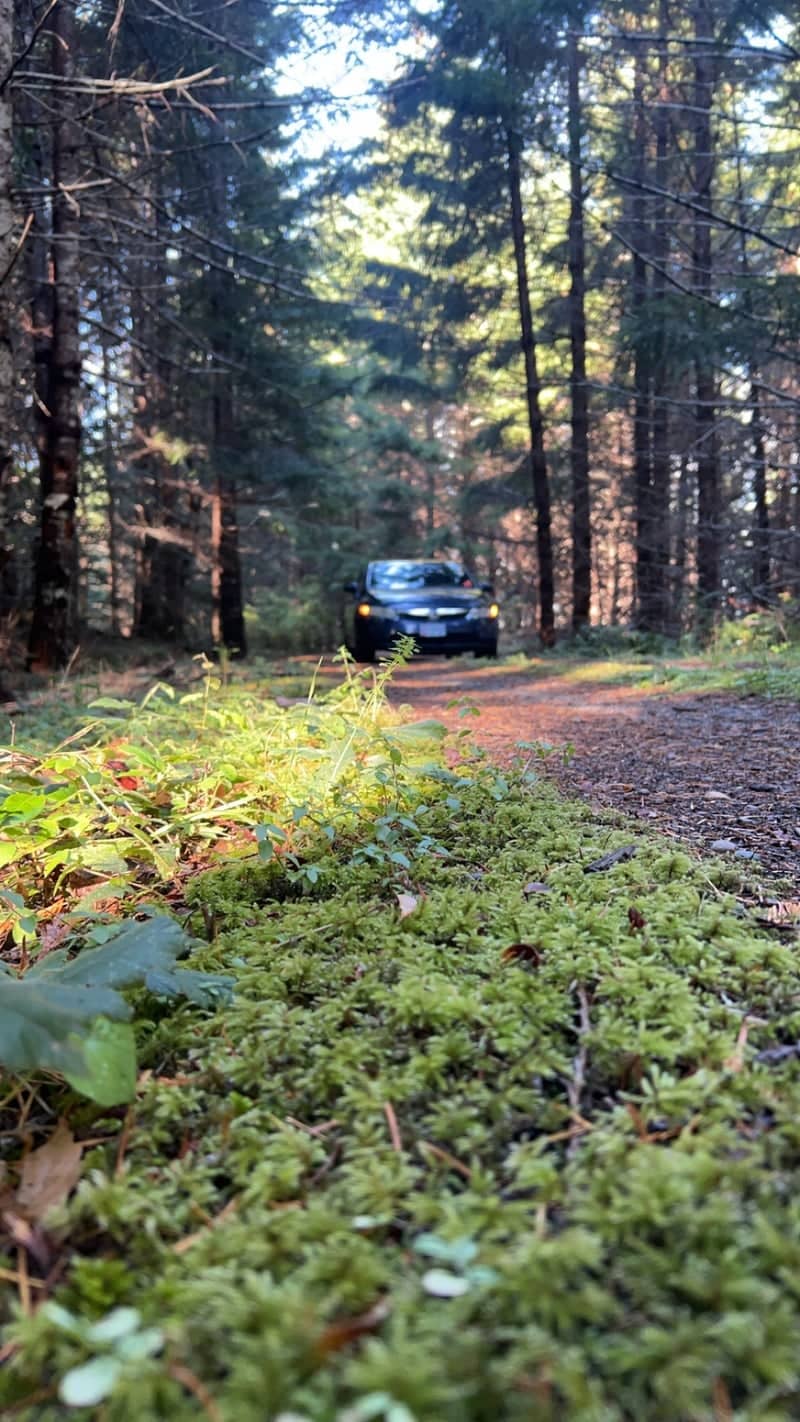 Oregon Coast Range Forest Road - Image 1