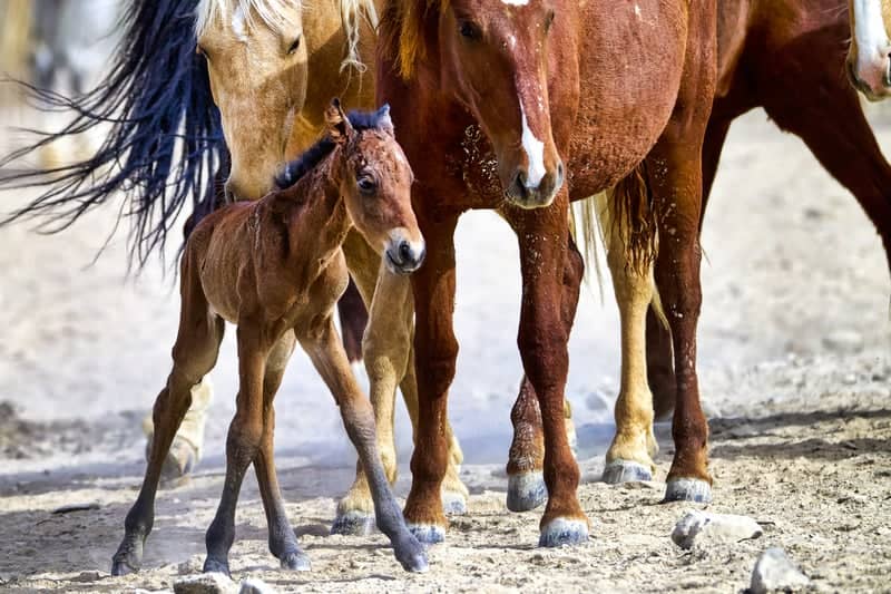 Onaqui Wild Horse Herd - Image 1