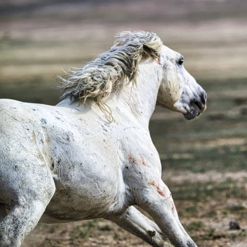 Onaqui Mountains Wild Horses - Image 1