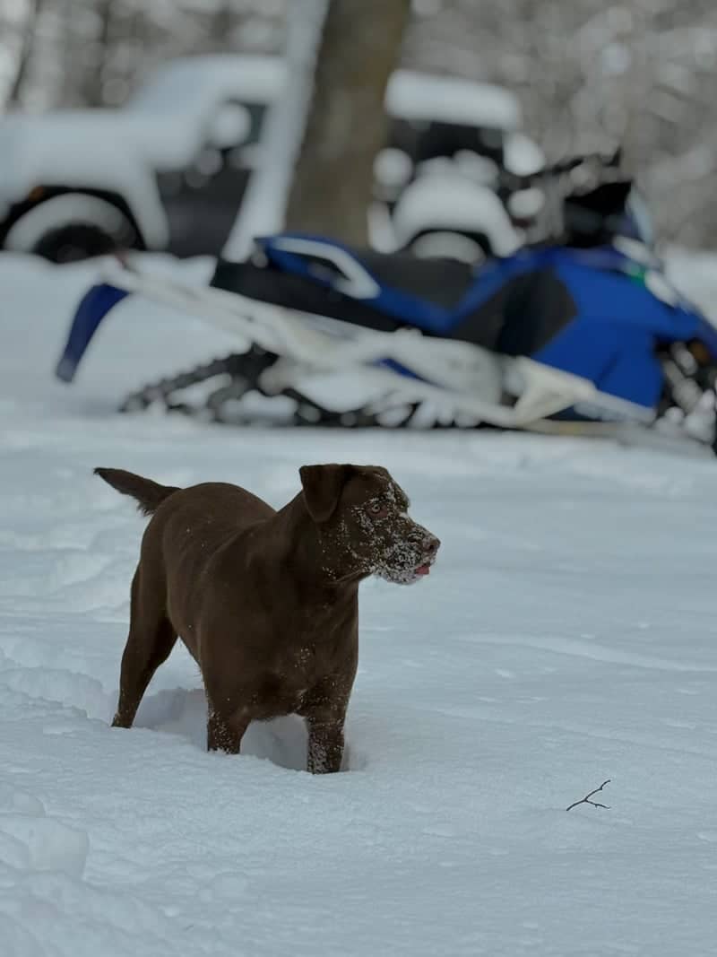 Snowy Wabeno Northwoods - Image 1