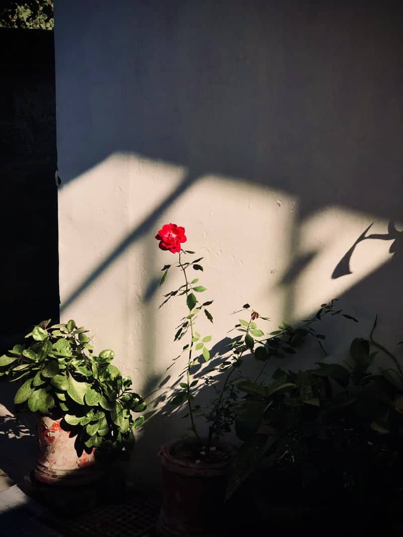 Haripur Courtyard Garden - Image 1