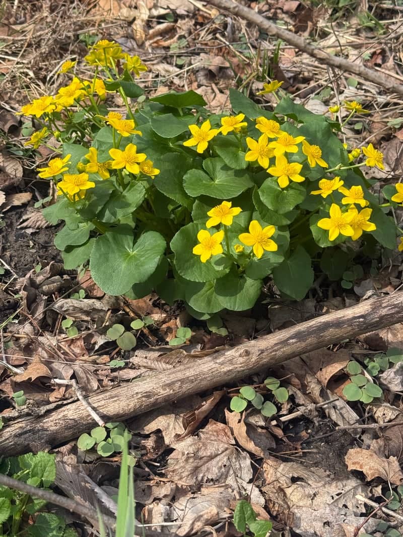 Viking Trail Woodlands - Image 1