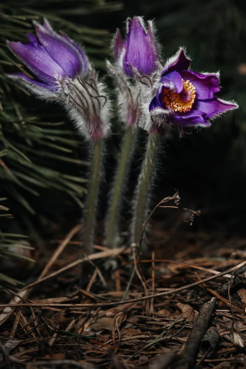 Tambov Pine Forest Pasqueflowers - Image 1