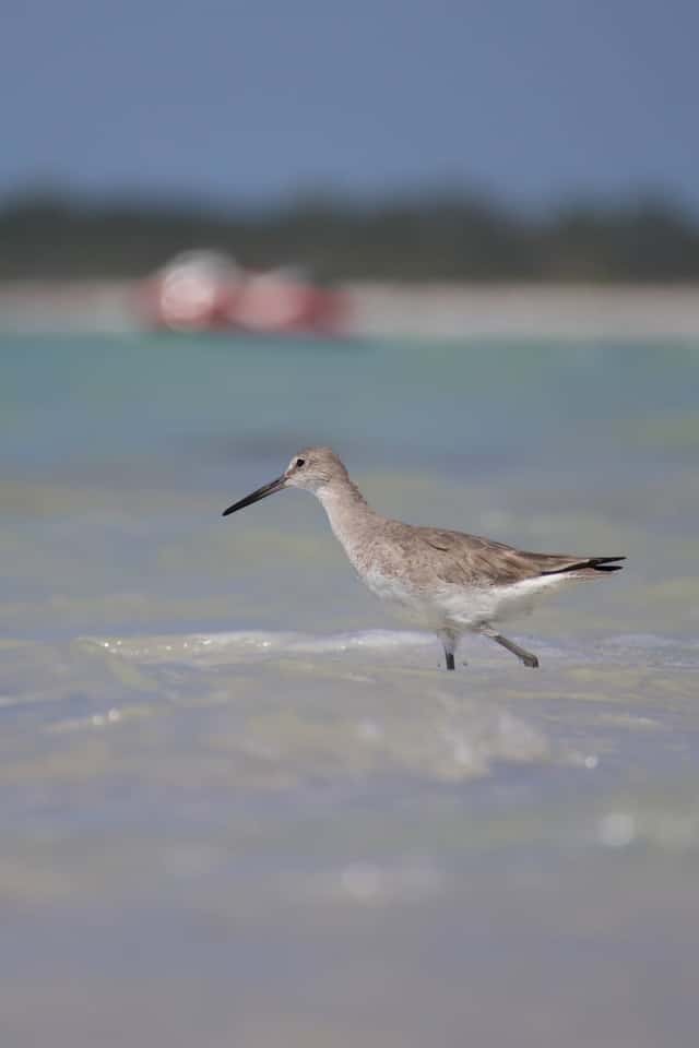 Honeymoon Island State Park