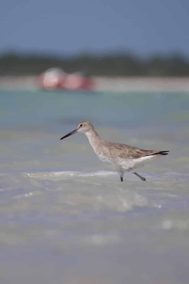 Honeymoon Island State Park - Image 1