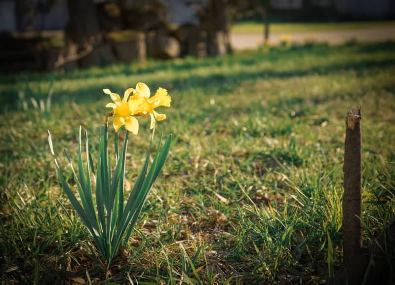 Holland Spring Flora - Image 1
