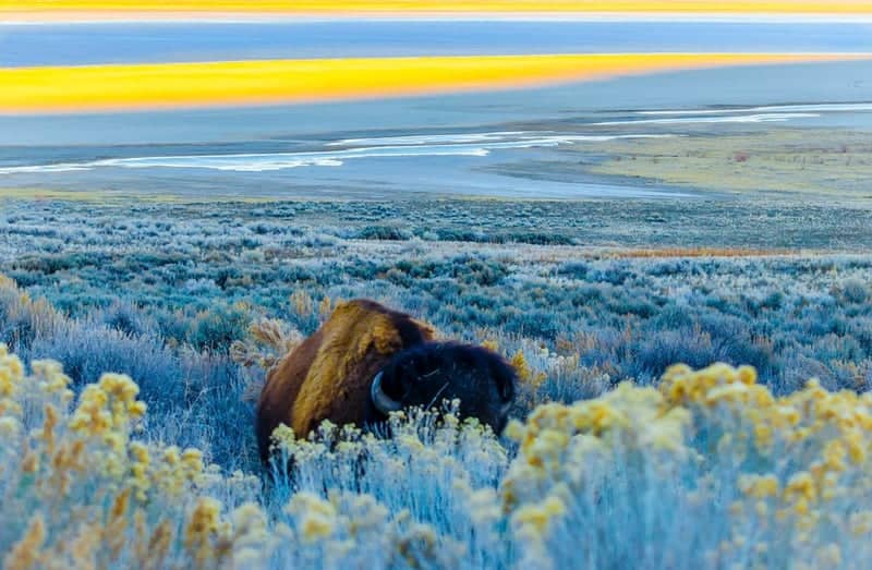 Antelope Island State Park - Image 1