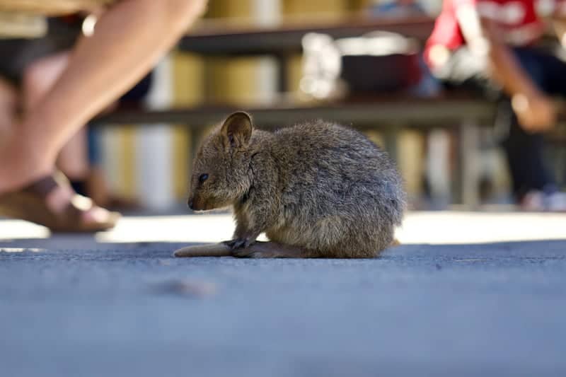 Rottnest Island Settlement - Image 1