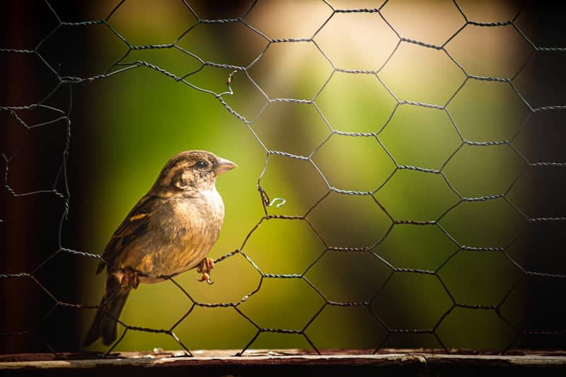Murray Garden Birding - Image 1