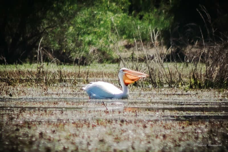 Pineview Reservoir Wetlands - Image 1