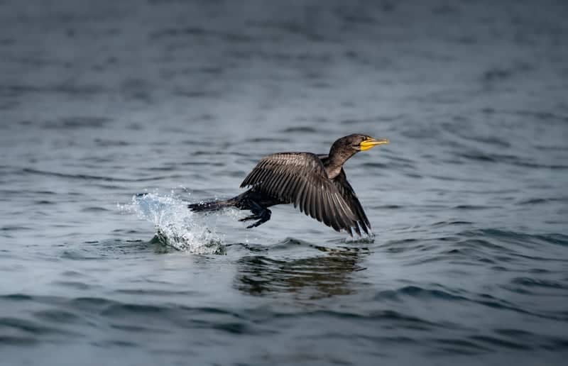 Lake Champlain, St. Albans Bay - Image 1