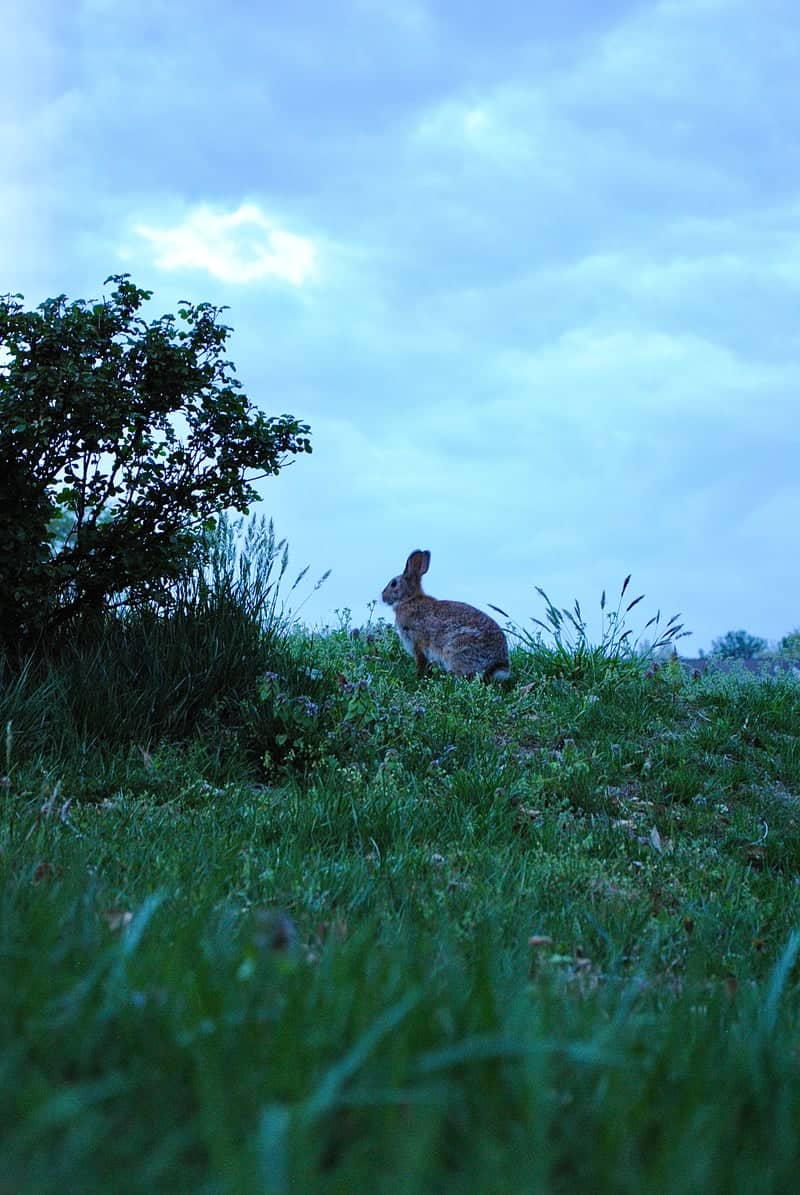 Mechanicsville Grassy Knoll - Image 1