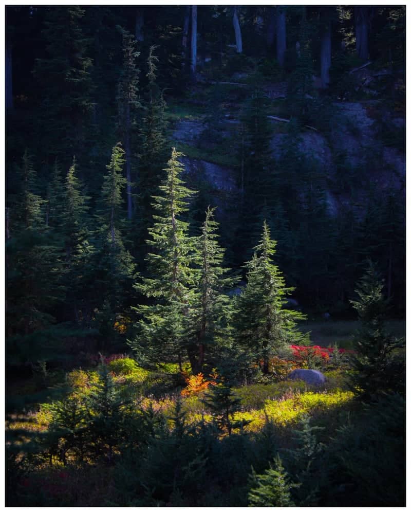 Camp Sherman Forest Clearing - Image 1