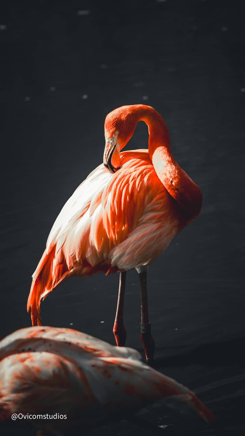 Flamingo Wildlife Portrait - Image 1