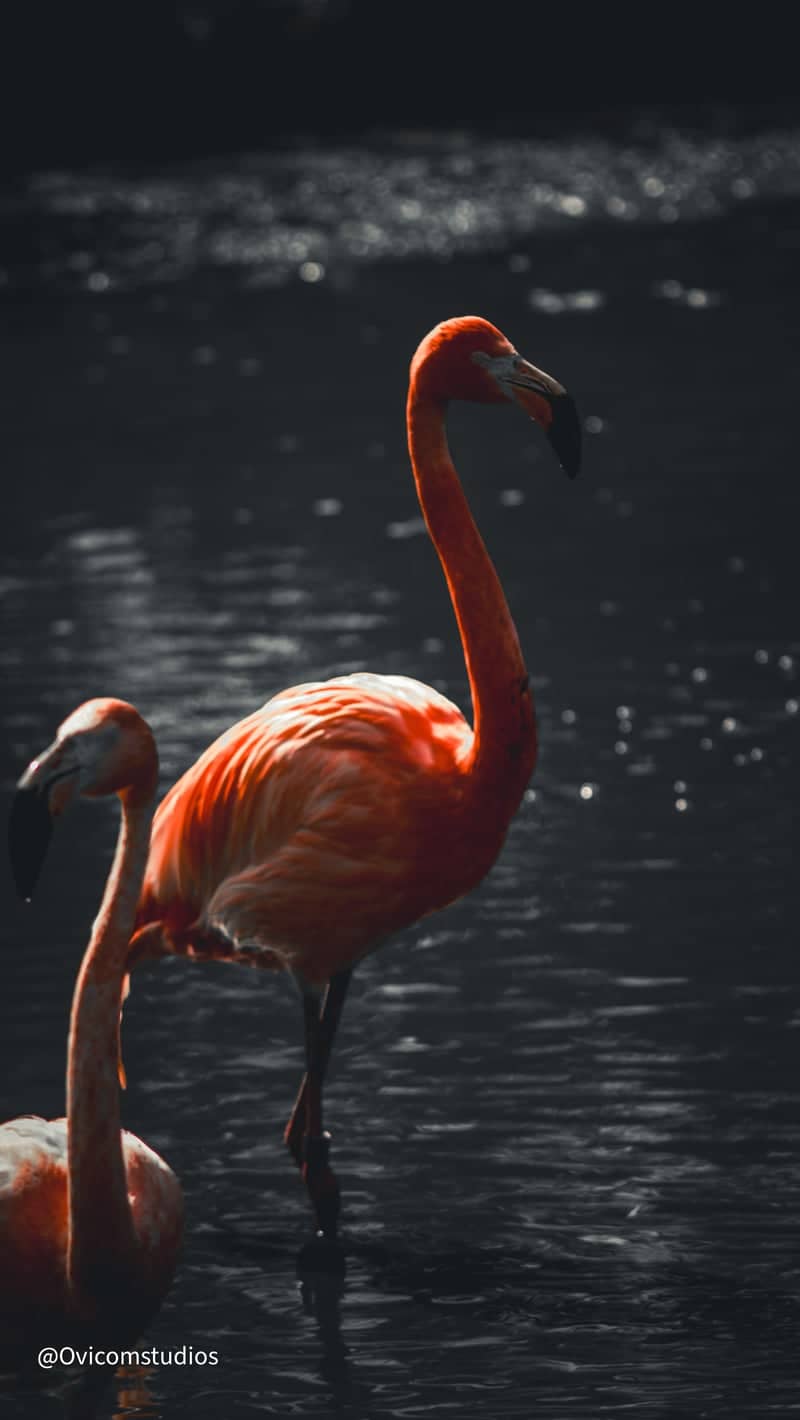 Flamingo Wildlife Study - Image 1