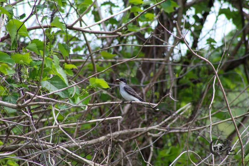 Berwick River Road Wildlife Area - Image 1