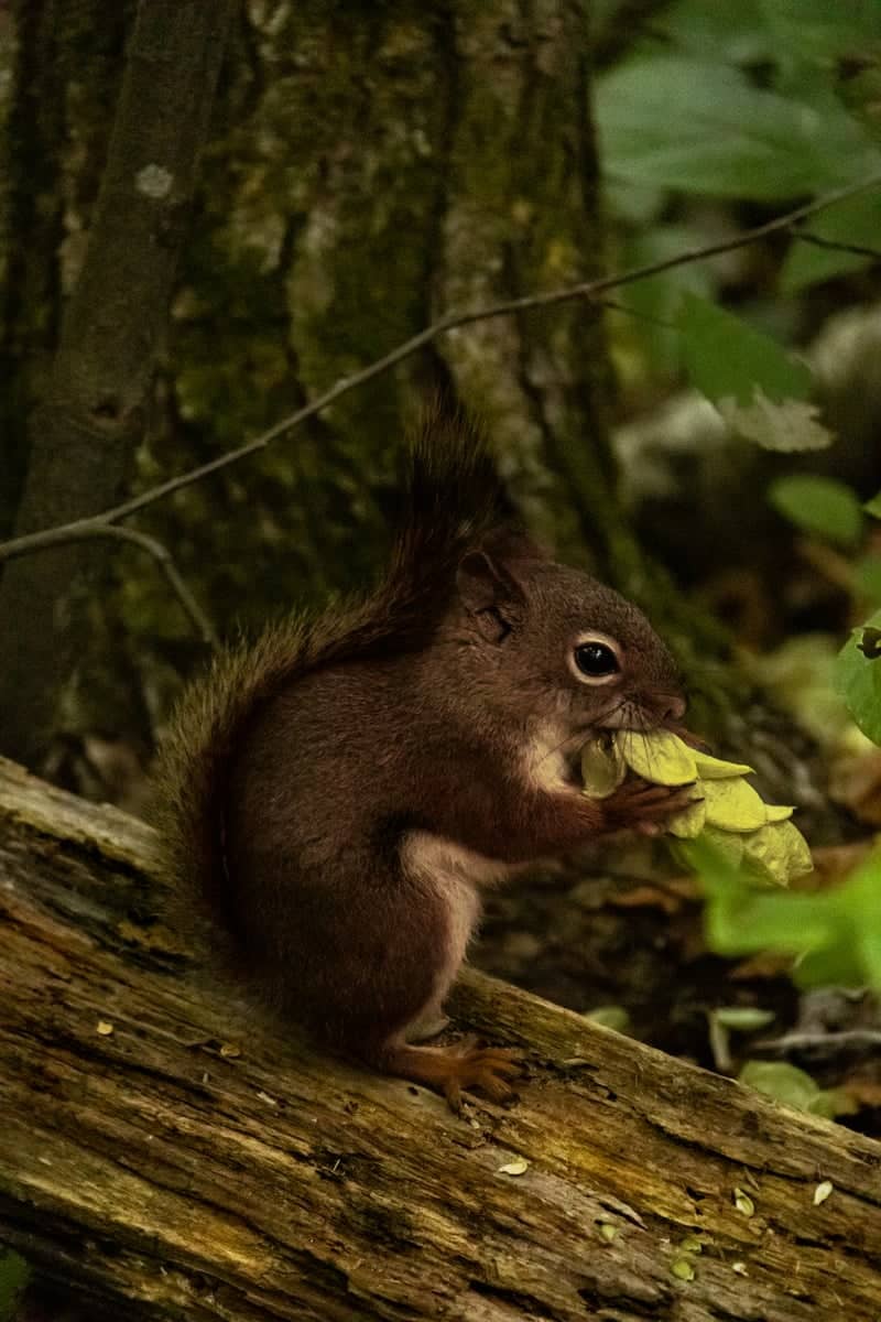 Millinocket Forest Trails - Image 1