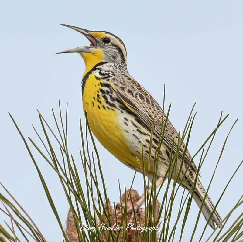 Greenacres Birding Habitat - Image 1