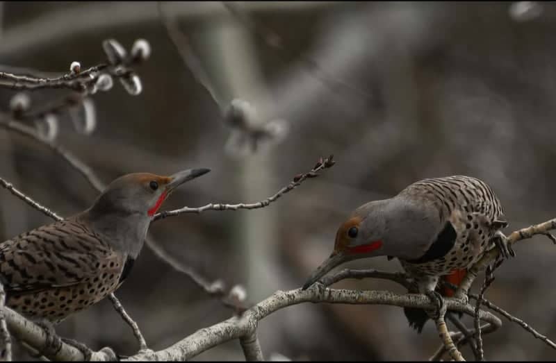 Greenacres Birding Habitat - Image 1