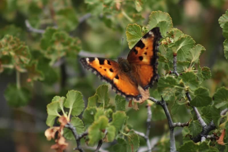Shingletown Nature Trails - Image 1