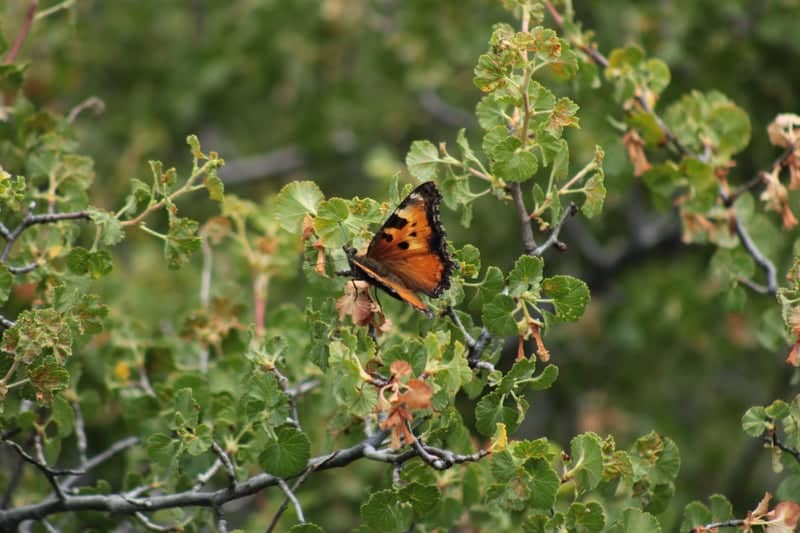 Shingletown Nature Trails - Image 1