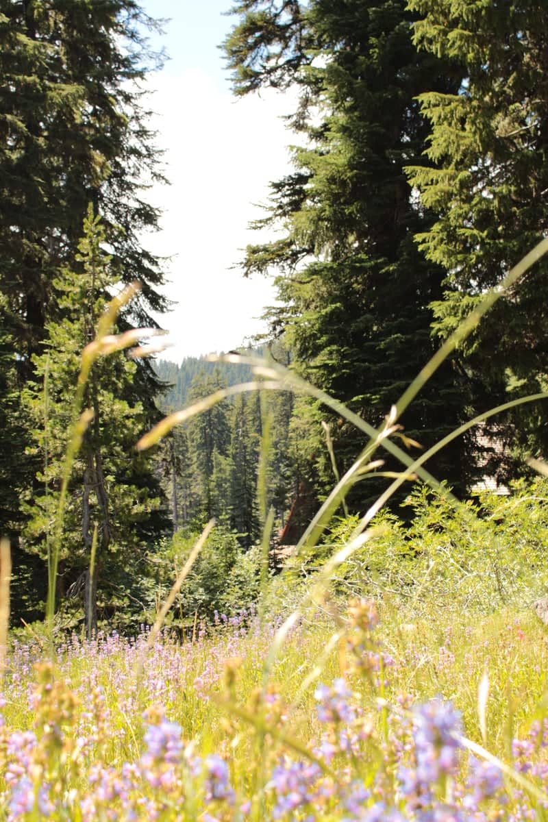 Munson Valley Forest Meadow - Image 1