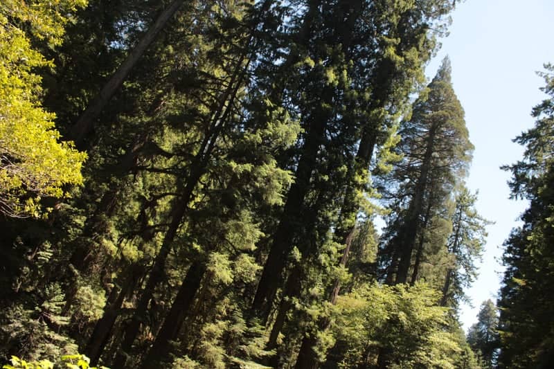 Redwood National Park - Image 2
