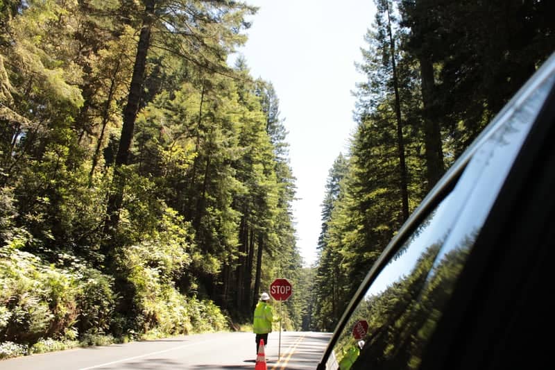 Redwood National Park - Image 4