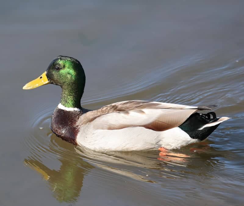 Waughop Lake - Image 1