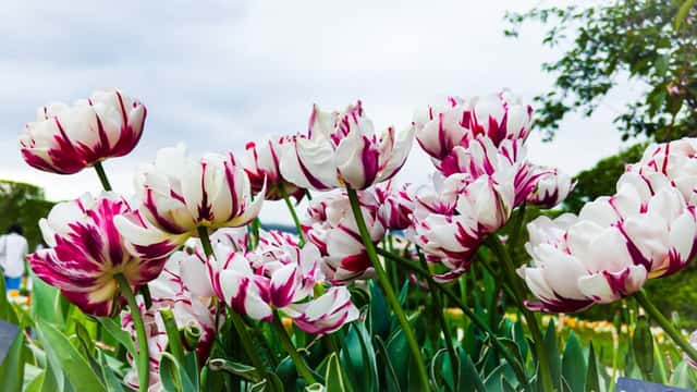 Jardin des Plantes