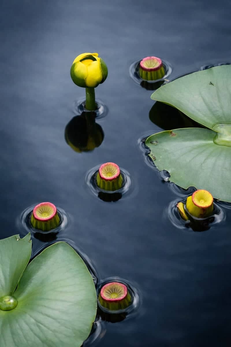 Wakodahatchee Wetlands - Image 1