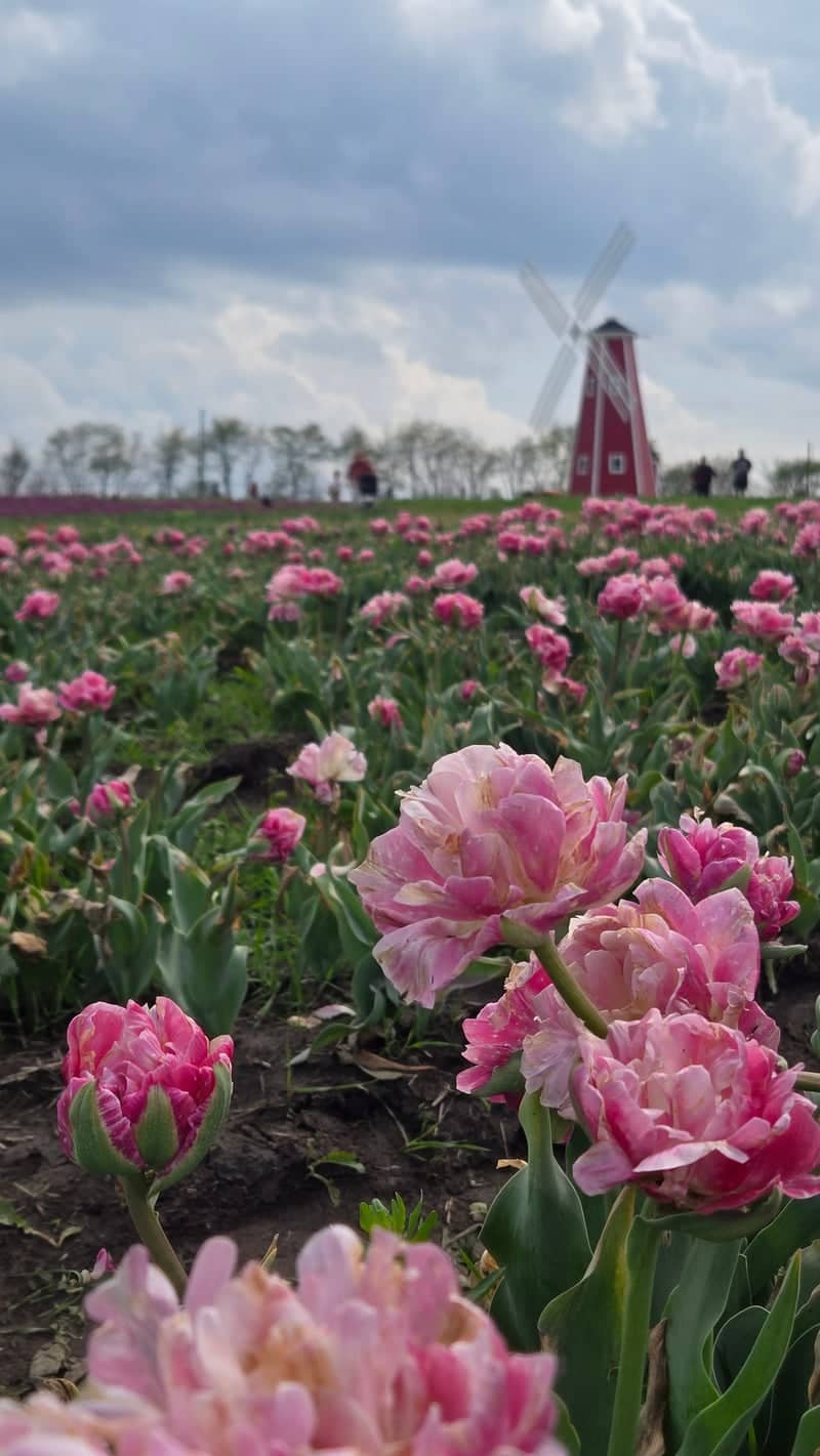 Kearney Tulip Farm - Image 1