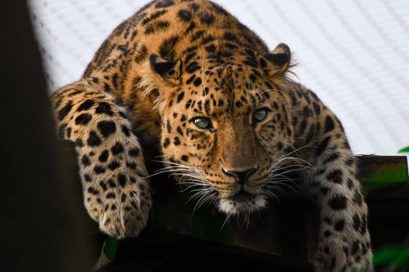 Wildlife Park Big Cat Enclosure - Image 1