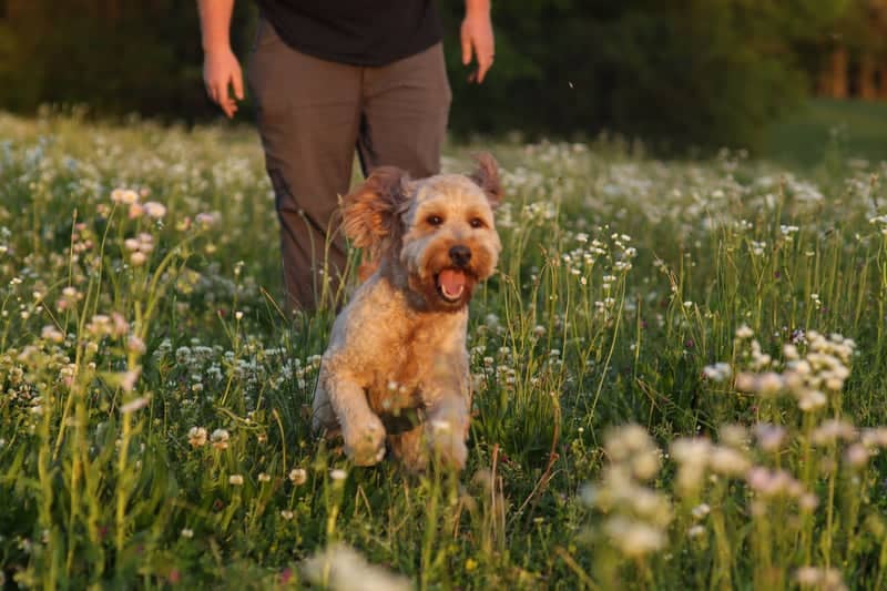 Huntsville Wildflower Field - Image 1