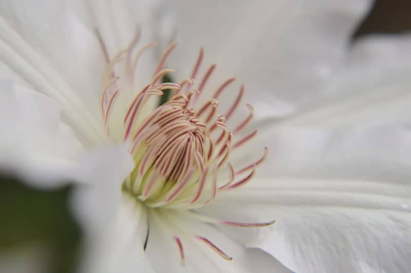 Corinth Garden Macro - Image 1