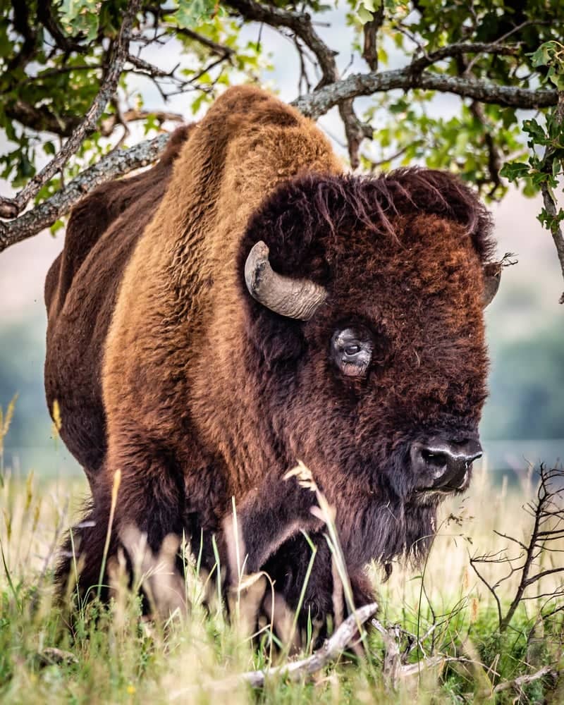 Wichita Mountains Wildlife Refuge - Image 1