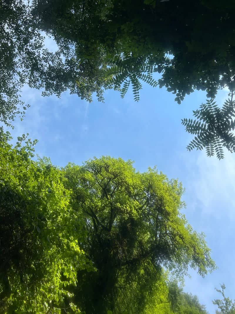 Lessinia Forest Canopy - Image 1