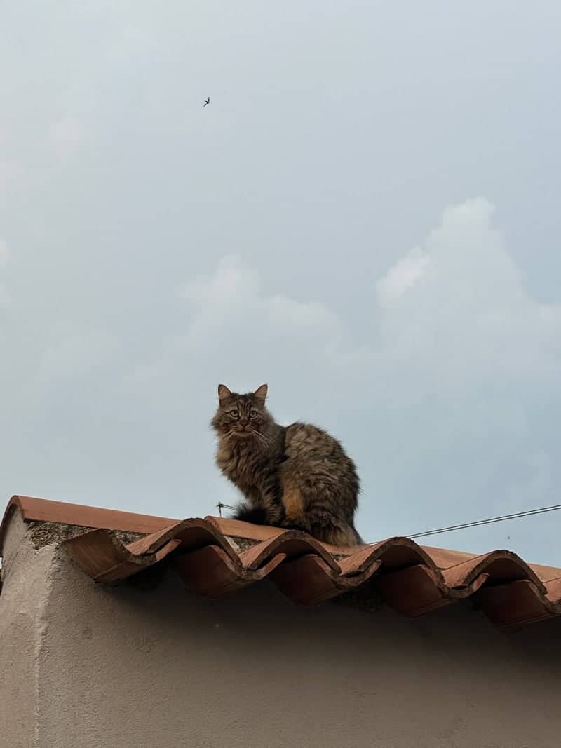Rooftops of Lazise - Image 1