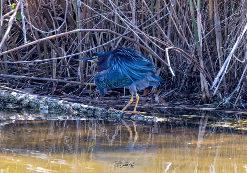 Okaloosa Island Wetlands - Image 1