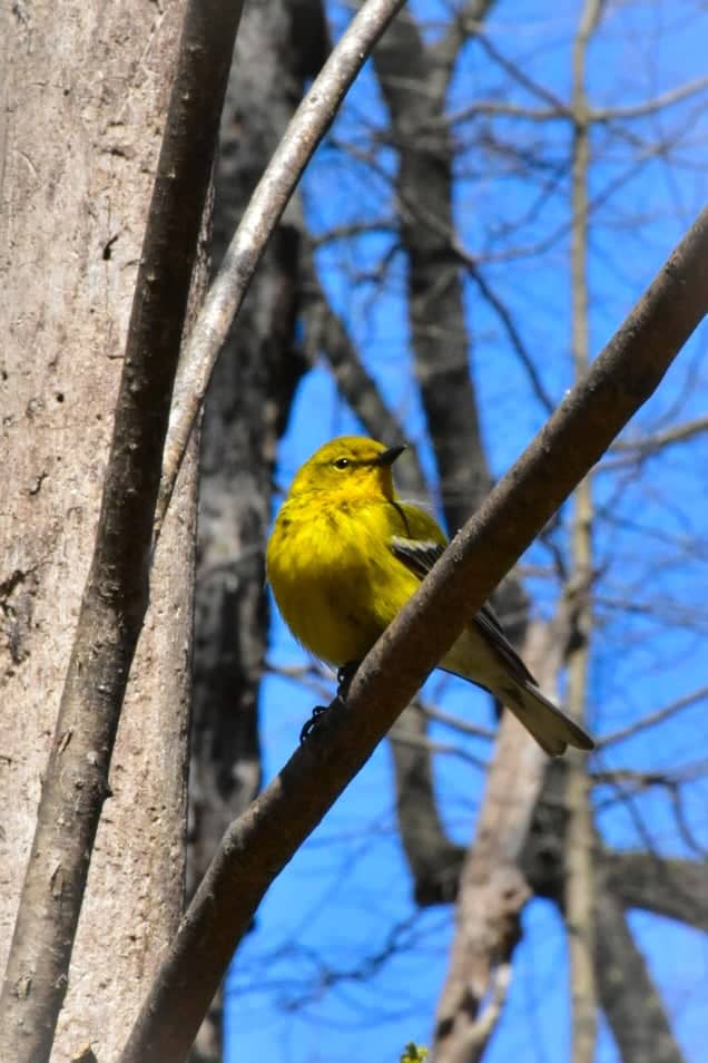 Forest Park Birding Area - Image 1