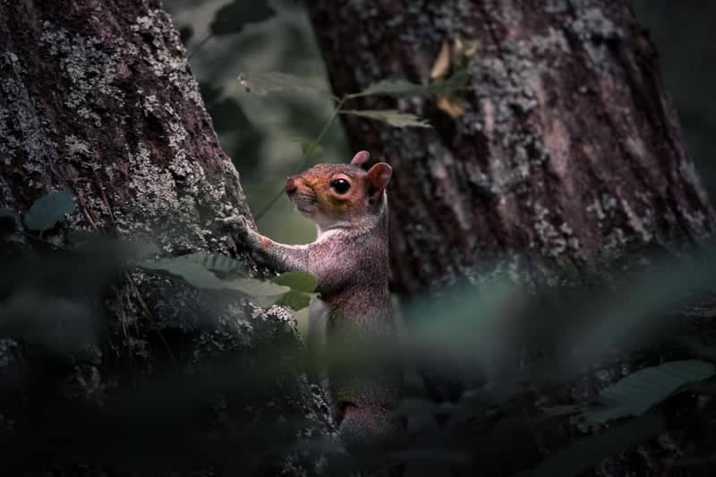 Covington Wooded Wildlife Spot - Image 1