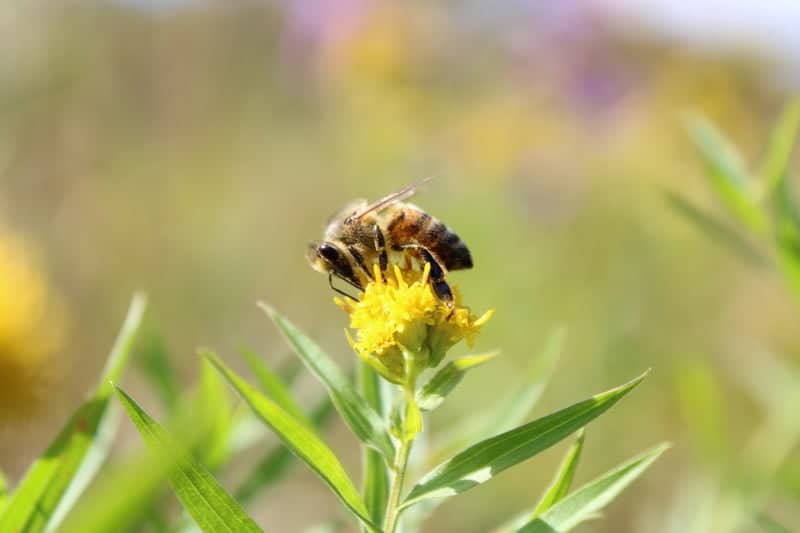 Findley Lake Wildflower Meadow - Image 1