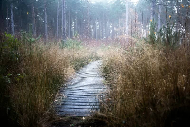 Ockham Common Heathland Path - Image 1