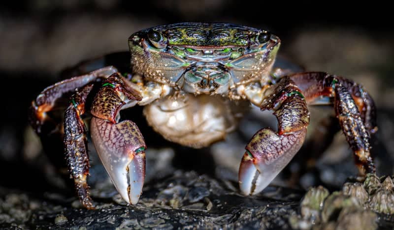 Coos Bay Coastal Tide Pools - Image 1